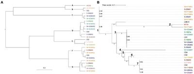 Genetic and technological diversity of Streptococcus thermophilus isolated from the Saint-Nectaire PDO cheese-producing area